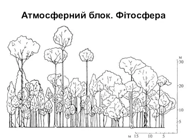 Атмосферний блок. Фітосфера