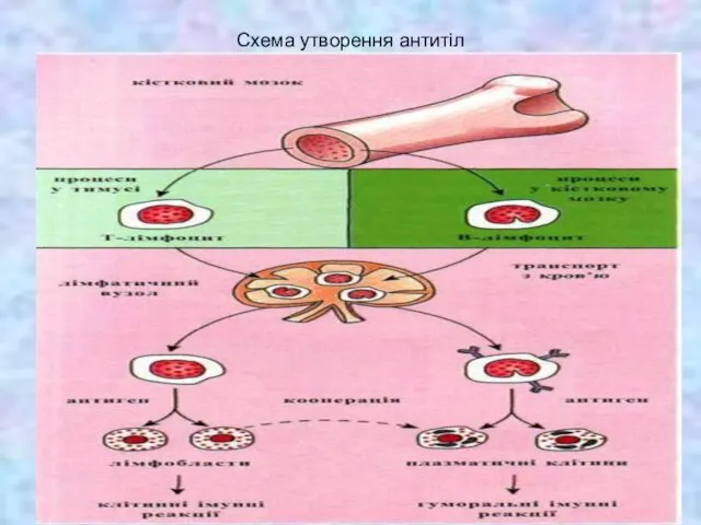 Схема утворення антитіл