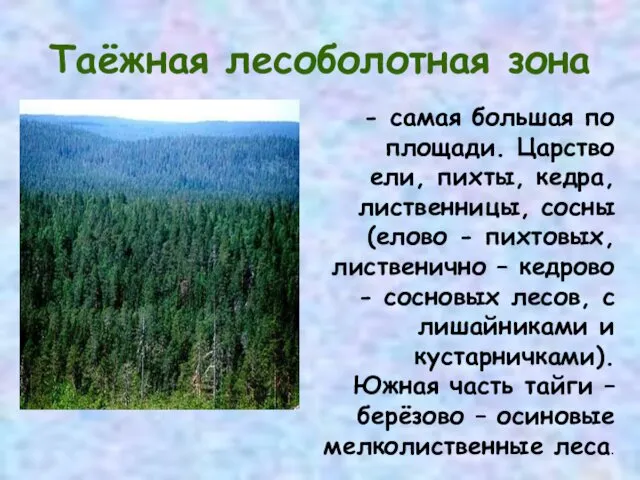 Таёжная лесоболотная зона - самая большая по площади. Царство ели, пихты, кедра, лиственницы,