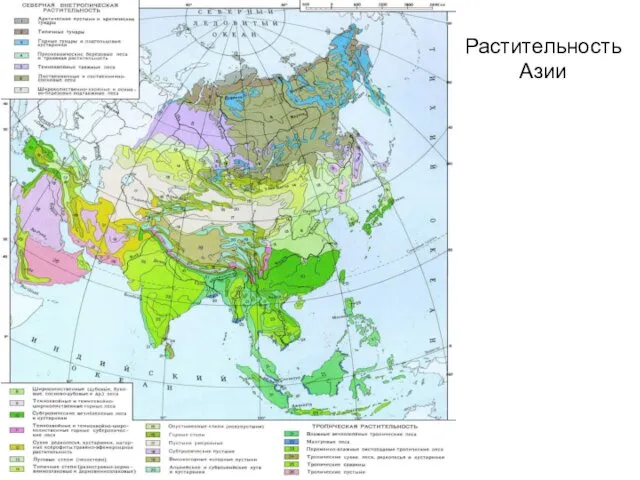 Растительность Азии