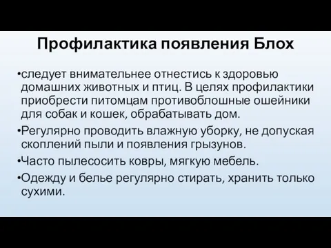 Профилактика появления Блох следует внимательнее отнестись к здоровью домашних животных