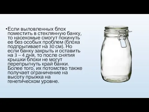 Если выловленных блох поместить в стеклянную банку, то насекомые смогут