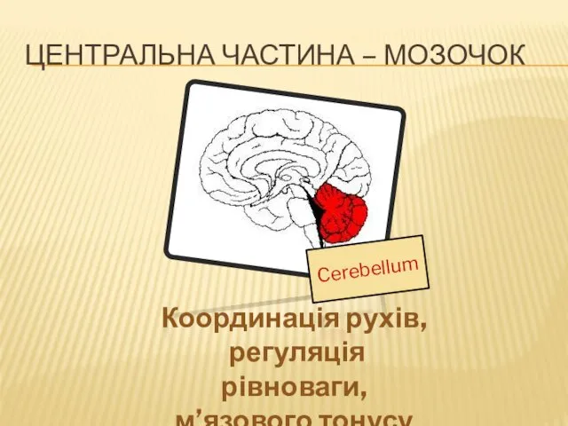 Cerebellum ЦЕНТРАЛЬНА ЧАСТИНА – МОЗОЧОК Координація рухів, регуляція рівноваги, м’язового тонусу
