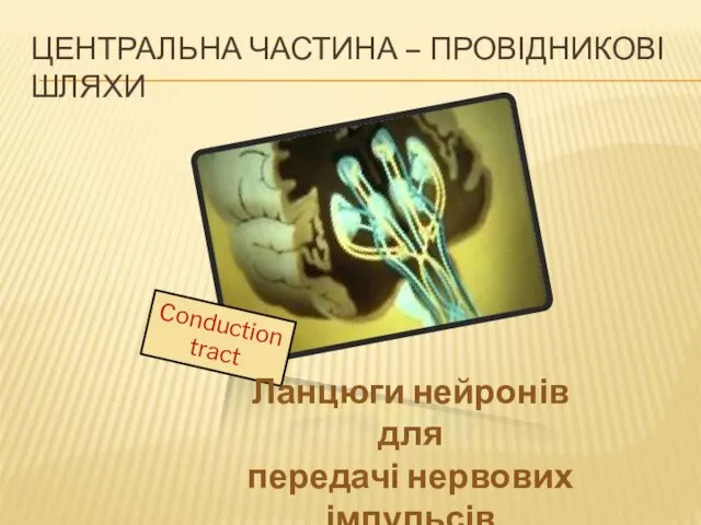 Conduction tract ЦЕНТРАЛЬНА ЧАСТИНА – ПРОВІДНИКОВІ ШЛЯХИ Ланцюги нейронів для передачі нервових імпульсів