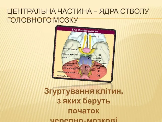 ЦЕНТРАЛЬНА ЧАСТИНА – ЯДРА СТВОЛУ ГОЛОВНОГО МОЗКУ Згуртування клітин, з яких беруть початок черепно-мозкові нерви