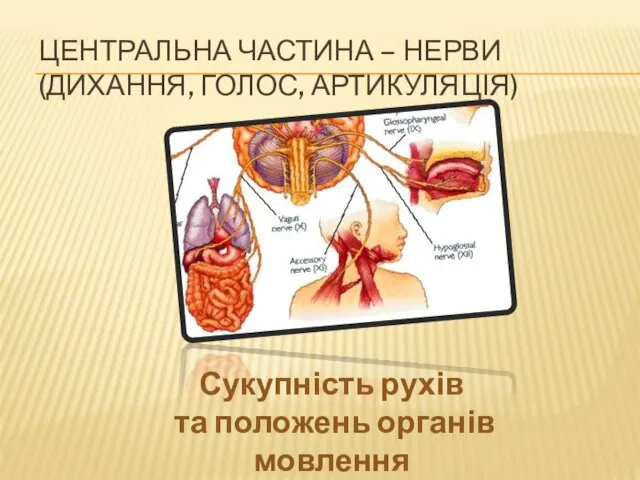 ЦЕНТРАЛЬНА ЧАСТИНА – НЕРВИ (ДИХАННЯ, ГОЛОС, АРТИКУЛЯЦІЯ) Сукупність рухів та положень органів мовлення