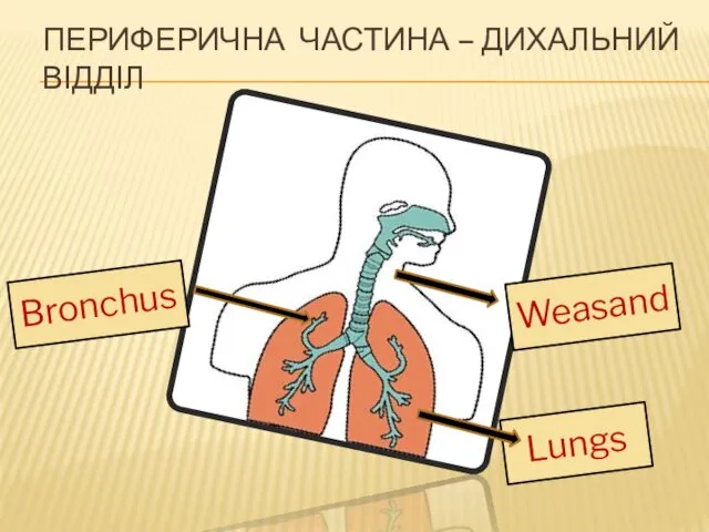 Lungs Weasand Bronchus ПЕРИФЕРИЧНА ЧАСТИНА – ДИХАЛЬНИЙ ВІДДІЛ