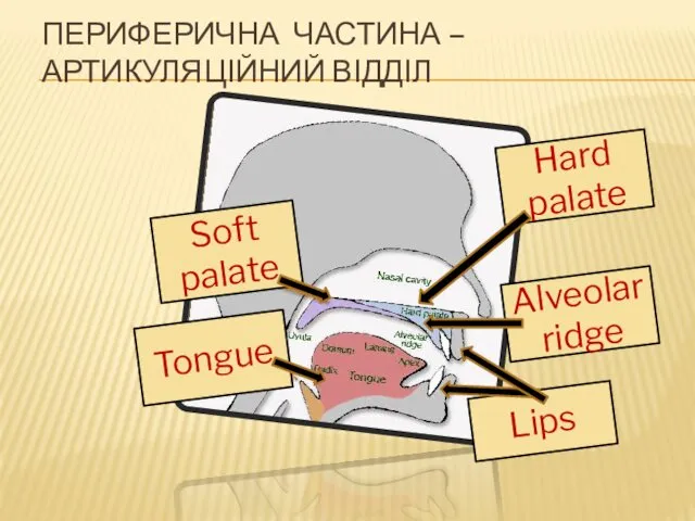 Lips Hard palate Soft palate Alveolar ridge Tongue ПЕРИФЕРИЧНА ЧАСТИНА – АРТИКУЛЯЦІЙНИЙ ВІДДІЛ