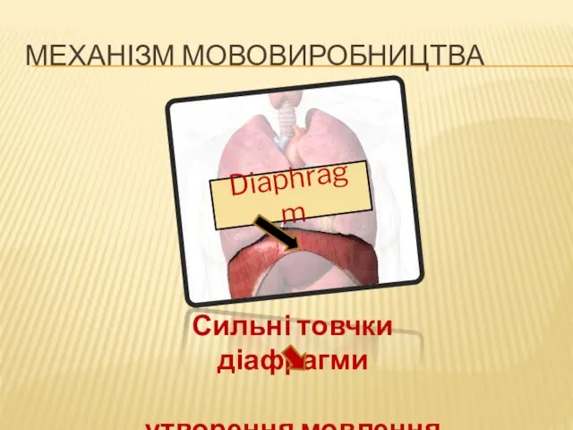 Diaphragm МЕХАНІЗМ МОВОВИРОБНИЦТВА Сильні товчки діафрагми утворення мовлення