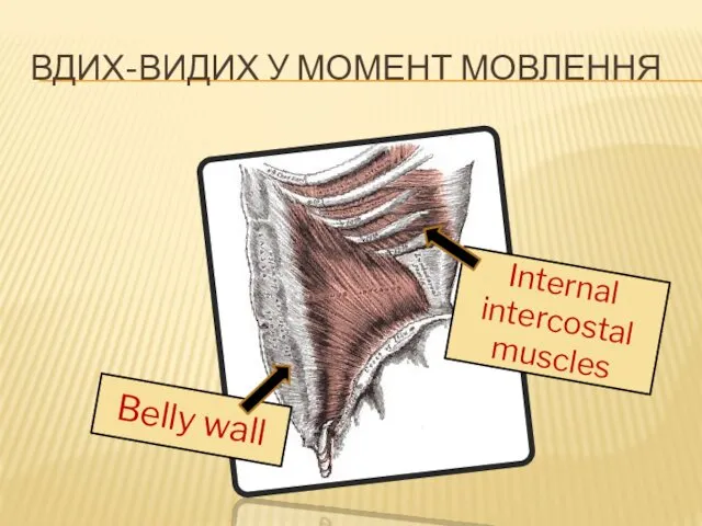 Belly wall Internal intercostal muscles ВДИХ-ВИДИХ У МОМЕНТ МОВЛЕННЯ