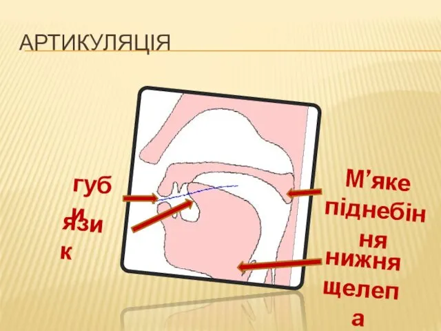 АРТИКУЛЯЦІЯ губи М’яке піднебіння язик нижня щелепа