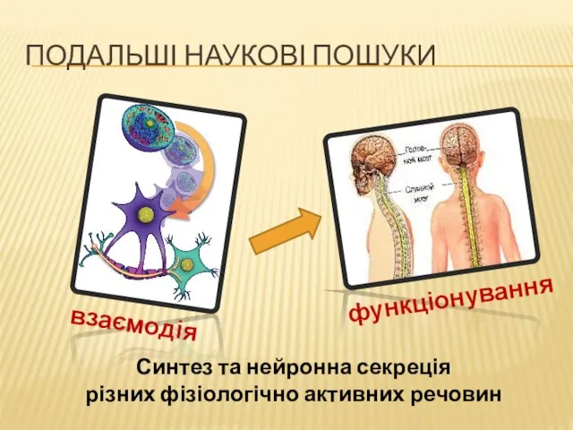 ПОДАЛЬШІ НАУКОВІ ПОШУКИ Синтез та нейронна секреція різних фізіологічно активних речовин взаємодія функціонування