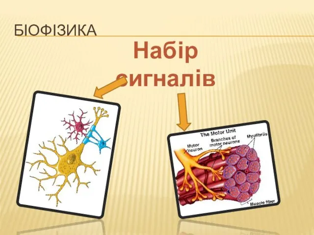 БІОФІЗИКА Набір сигналів