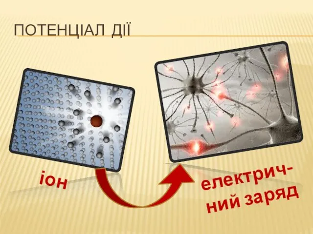 ПОТЕНЦІАЛ ДІЇ іон електрич- ний заряд