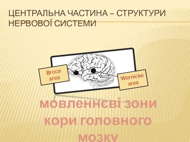 Broca area Wernicke area ЦЕНТРАЛЬНА ЧАСТИНА – СТРУКТУРИ НЕРВОВОЇ СИСТЕМИ мовленнєві зони кори головного мозку