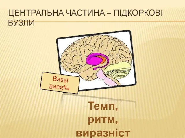 Basal ganglia ЦЕНТРАЛЬНА ЧАСТИНА – ПІДКОРКОВІ ВУЗЛИ Темп, ритм, виразність