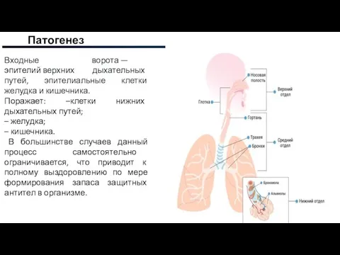 Патогенез Входные ворота — эпителий верхних дыхательных путей, эпителиальные клетки желудка и кишечника.