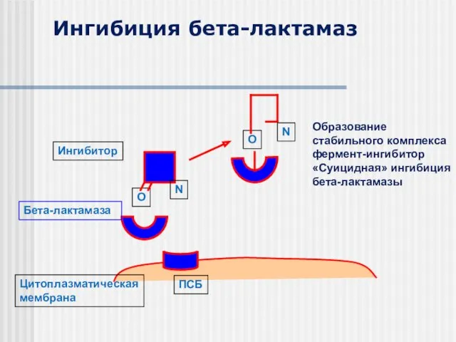 Цитоплазматическая мембрана ПСБ Бета-лактамаза O Ингибитор О N N Ингибиция