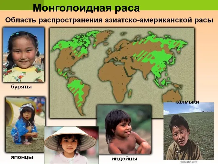 Монголоидная раса Монголоидная раса калмыки