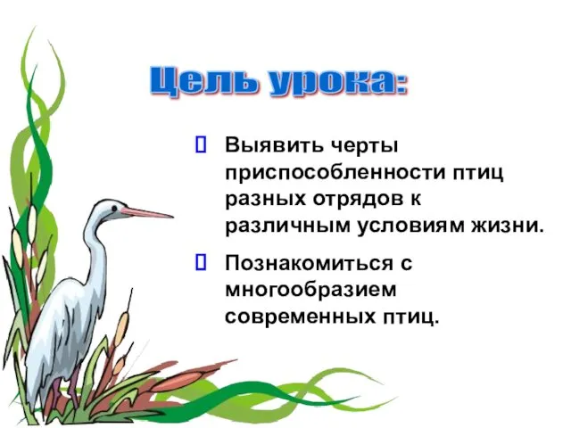 Цель урока: Выявить черты приспособленности птиц разных отрядов к различным условиям жизни. Познакомиться
