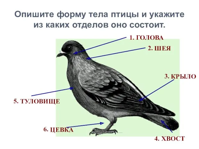 Опишите форму тела птицы и укажите из каких отделов оно состоит. 2. 3.