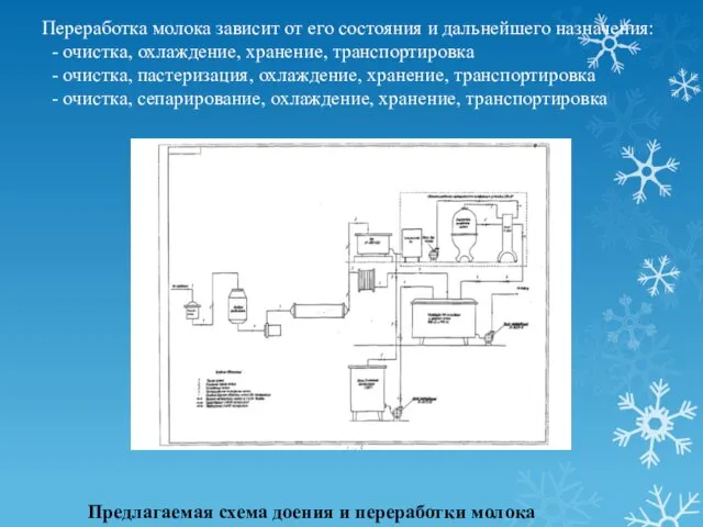 Предлагаемая схема доения и переработки молока Переработка молока зависит от