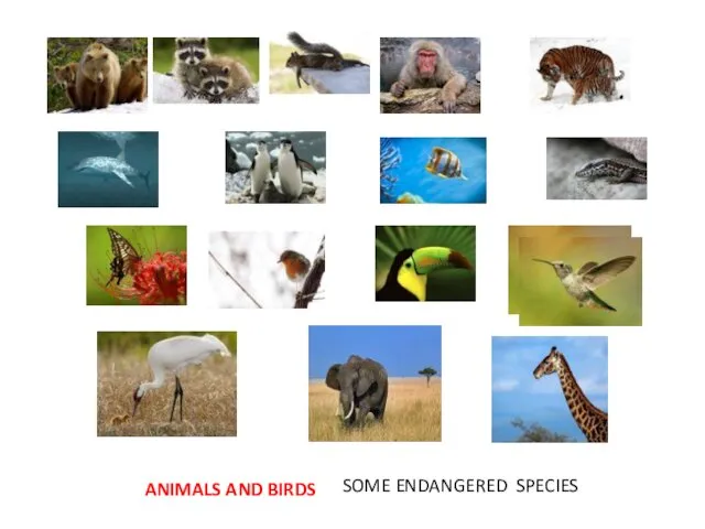ANIMALS AND BIRDS SOME ENDANGERED SPECIES