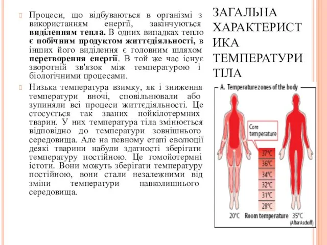 ЗАГАЛЬНА ХАРАКТЕРИСТИКА ТЕМПЕРАТУРИ ТІЛА Процеси, що відбуваються в організмі з