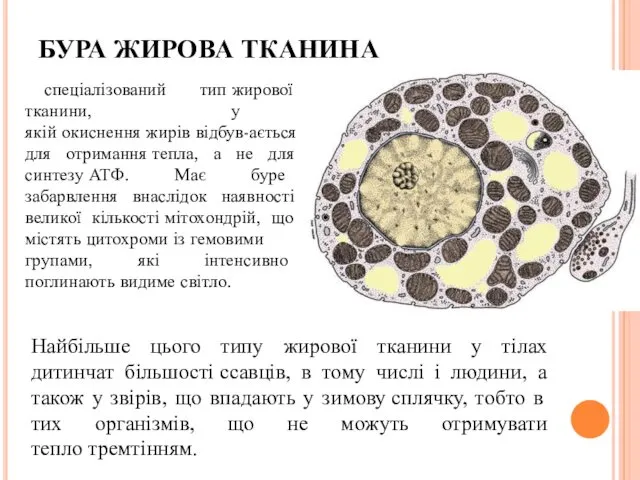 БУРА ЖИРОВА ТКАНИНА спеціалізований тип жирової тканини, у якій окиснення