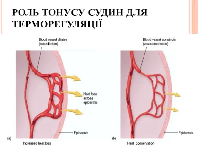 РОЛЬ ТОНУСУ СУДИН ДЛЯ ТЕРМОРЕГУЛЯЦІЇ