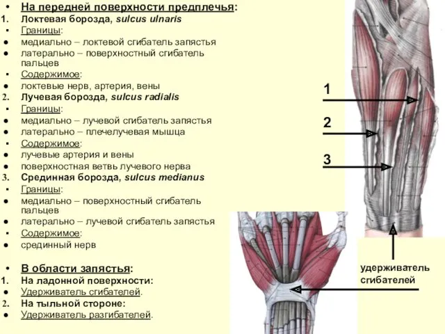 На передней поверхности предплечья: Локтевая борозда, sulcus ulnaris Границы: медиально