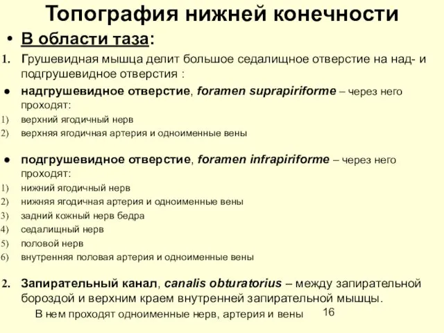 Топография нижней конечности В области таза: Грушевидная мышца делит большое