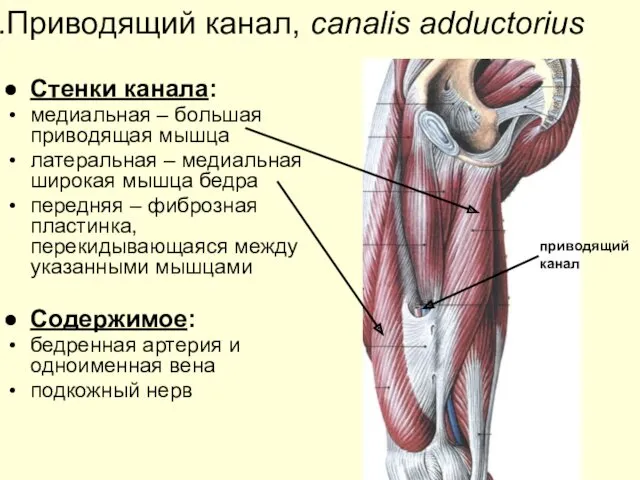 Приводящий канал, canalis adductorius Стенки канала: медиальная – большая приводящая