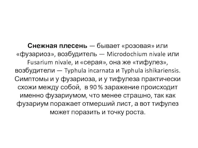 Снежная плесень — бывает «розовая» или «фузариоз», возбудитель — Microdochium nivale или Fusarium