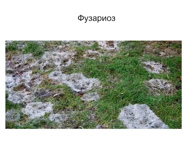 Фузариоз