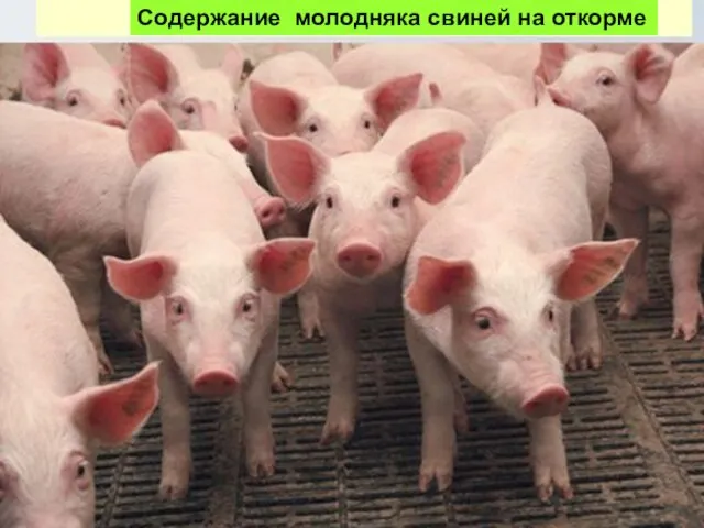Содержание молодняка свиней на откорме Содержание молодняка свиней на откорме