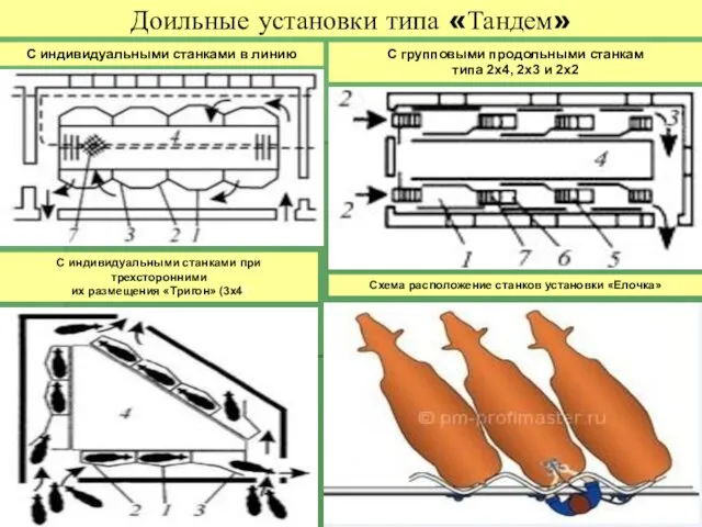 Доильные установки типа «Тандем» С групповыми продольными станкам типа 2х4,