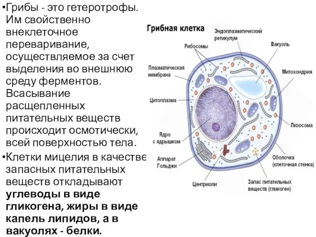 Грибы - это гетеротрофы. Им свойственно внеклеточное переваривание, осуществляемое за