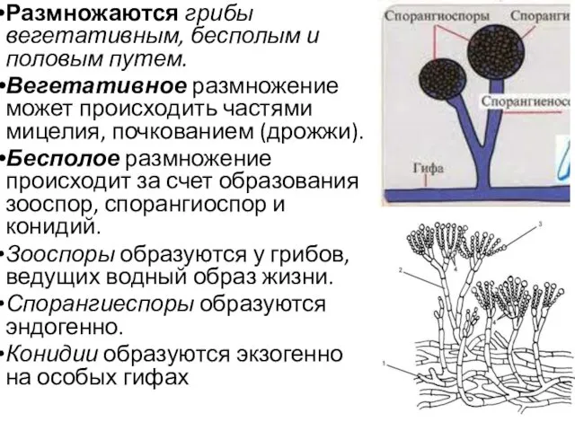 Размножаются грибы вегетативным, бесполым и половым путем. Вегетативное размножение может