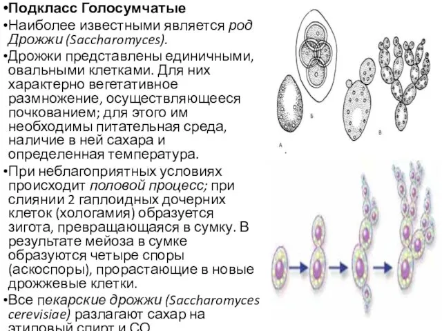 Подкласс Голосумчатые Наиболее известными является род Дрожжи (Saccharomyces). Дрожжи представлены