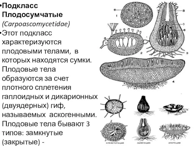 Подкласс Плодосумчатые (Carpoascomycetidae) Этот подкласс характеризуются плодовыми телами, в которых