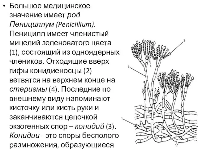 Большое медицинское значение имеет род Пенициллум (Penicillium). Пеницилл имеет членистый