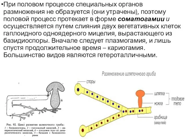 При половом процессе специальных органов размножения не образуется (они утрачены),