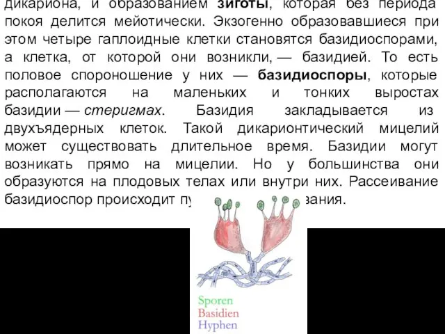 Завершается половой процесс кариогамией — слияние ядер дикариона, и образованием