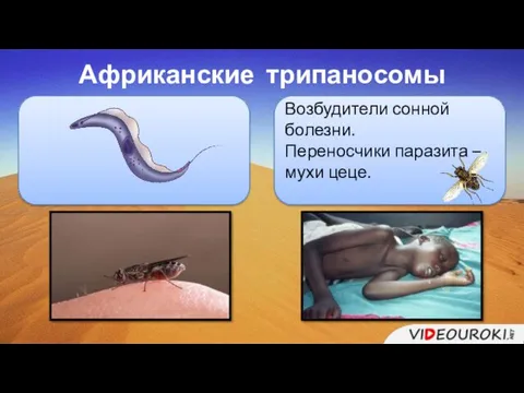 Африканские трипаносомы Возбудители сонной болезни. Переносчики паразита – мухи цеце.