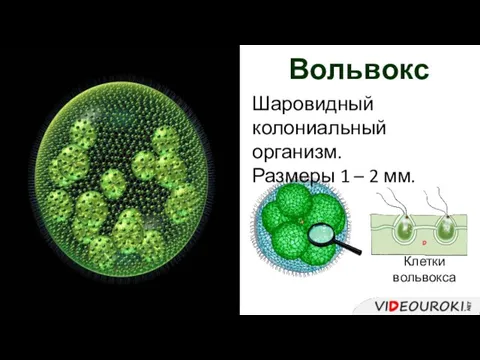 Вольвокс Шаровидный колониальный организм. Размеры 1 – 2 мм. Клетки вольвокса