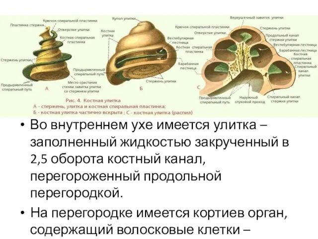 Во внутреннем ухе имеется улитка – заполненный жидкостью закрученный в