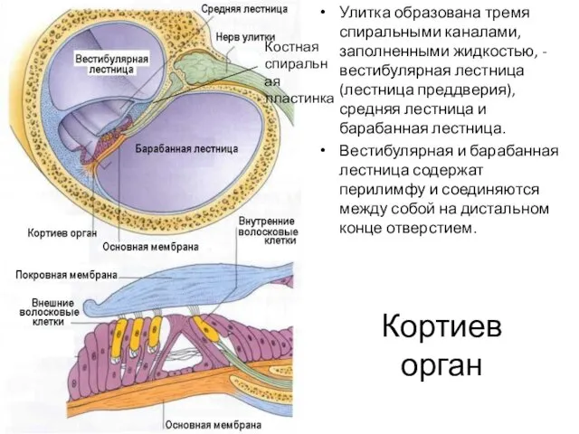 Кортиев орган Улитка образована тремя спиральными каналами, заполненными жидкостью, -