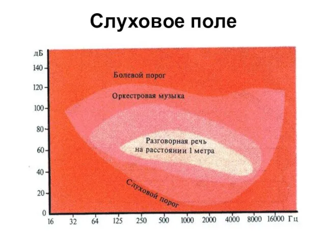 Слуховое поле