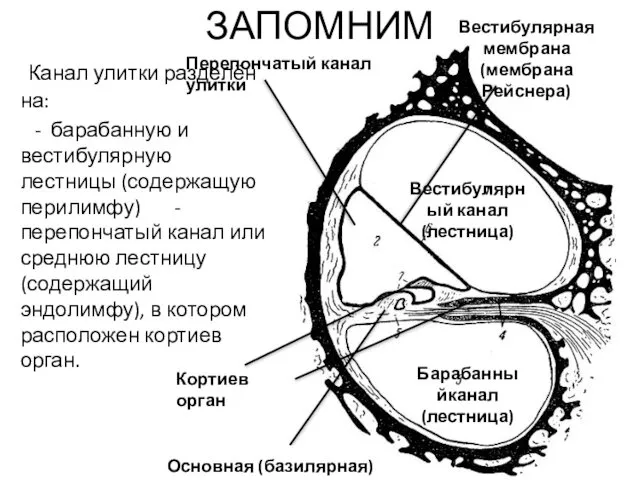 ЗАПОМНИМ Канал улитки разделён на: - барабанную и вестибулярную лестницы